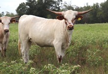 Heifer calf 2022 Justify x Cat Call BCB