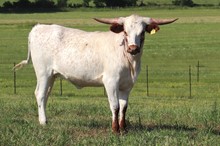 Heifer calf 2022 Justify x Handful BCB