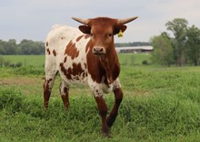 Heifer calf 2022 Swagger x Kat Nap