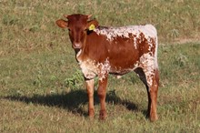Heifer calf 2022 Justify x Adelaide
