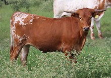 Heifer calf 2022 Whiskey Bent BCB x Cheers