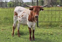 Steer calf 2020 Swagger x Raggedy