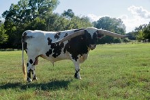 Bob Lee BCR 934