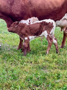 Bull ECR Reign of castile x Bob Lee BCR