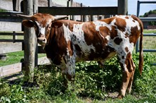 Cowboy Reputation BCR 813