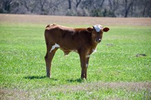 bull calf ECR Foxy Medley x Bravo Tex