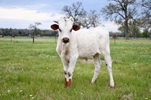 Steer calf Frosty Grace x Brazos Julio 