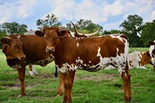 BCR HEIFER TRUE LIGHT X FIRE TRUCK 209