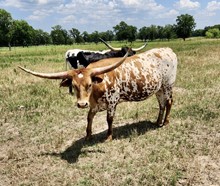 BL ANNIE OAKLEY