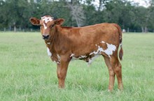 ZEUS LEZAWE BULL 724