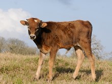 DUKE BCR 