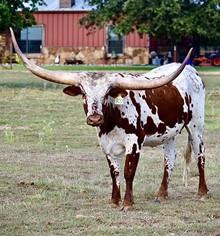 PLATINUM TEXA
