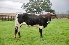 BCR Princess of Castile 140