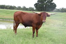 RANGE RIDER BCR 703