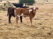 BCR heifer Fifty-Fifty x ECR Summer Siren