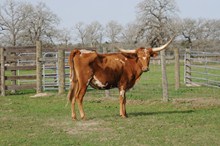 4 BAR DELTA STAR