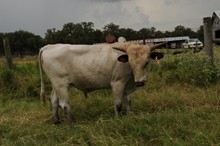 CITADOR