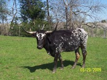 RedStar Playful Patty
