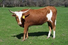 RedStar Sugar Foot