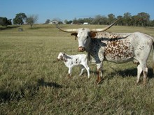TEXAS SLAM