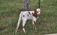 Calf Kendall Quinn x High Plains Drifter 