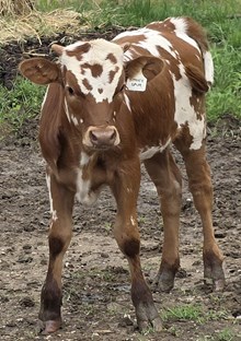 25 Spur Heifer