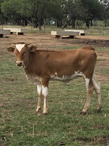 OHL HATTIE X BR JUNGLE JIM - STORM