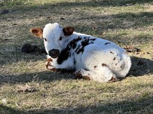 Heifer Curley x unknown 