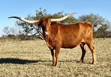 SAFARI'S HONEY SRC
