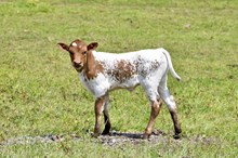 Uncommon HH x DH Hired Hand