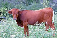 AFORTUNADO BCR