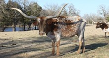 PCC BLITZEN