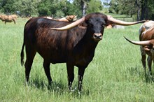 Brazos Brindle Mave 15/23