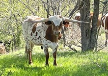 Brazos Foxy Lady 44/23
