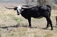 Brazos Kaliko 95/22