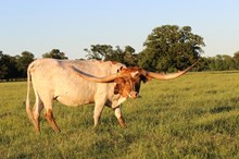 Brazos Tuff Cowgirl 106/21