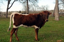 BCR CHILI PEQUINE 223