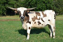 IWR Honeysuckle Tuff 402