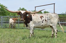 RJF Lady Lydia 110