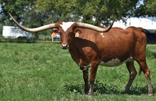 ECR TEXAS HUNTING