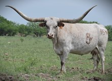 RJF Starlet Tuff