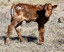 TSUNAMI X PROMISE bull