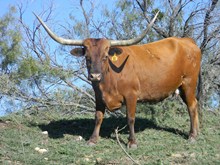 RUTLEDGE'S LADY G
