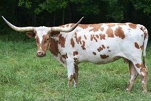 ECR Houston's Colada