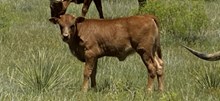 Helm Delilah 608 x Solid Ground BCR 053 heifer