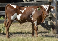 Bull Calf EL Cid ECR X Blended with Respect