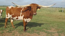ECR MISS RODEO BRAVO