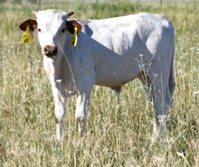 Rio Bravo X Miss WIllow bull