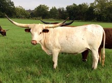 BCR HOUSTON ROSE 419