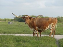 ECR HOUSTON TARI